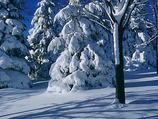 tree covered by snow, winter