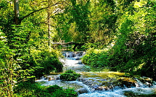 river surrounded by trees at daytime HD wallpaper