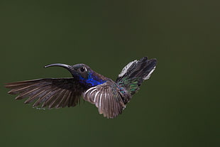 selective photography of blue bird