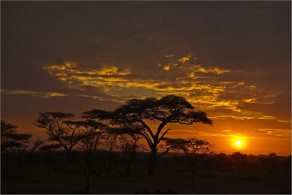 black tree under culumbus clouds HD wallpaper