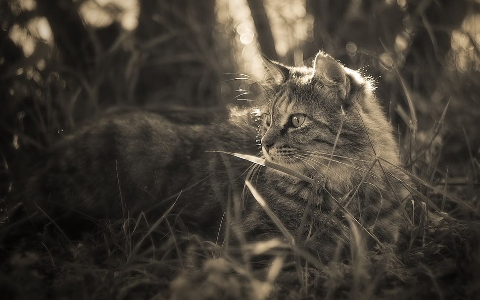 silver Tabby cat on grass field HD wallpaper