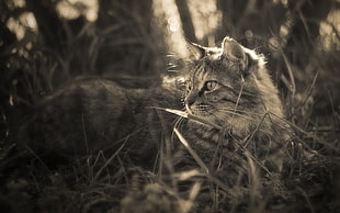 silver Tabby cat on grass field