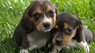 two black-and-brown puppies, puppies, Beagles, dog, baby animals
