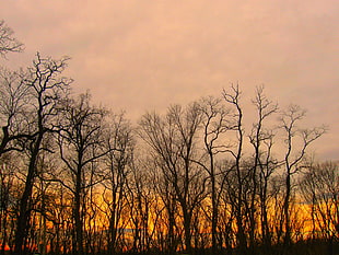 leafless trees during daytime