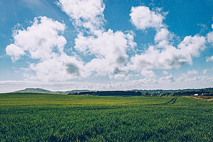 green grass field, Field, Grass, Horizon HD wallpaper