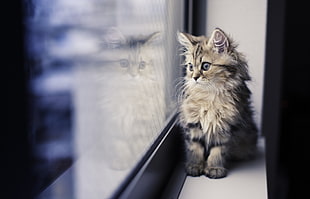 white and black tabby cat, cat, window, reflection, paws HD wallpaper