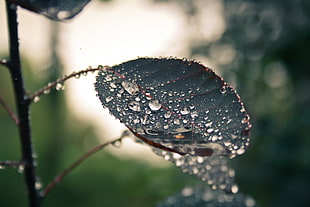 black leaf with morning dew macro photography HD wallpaper