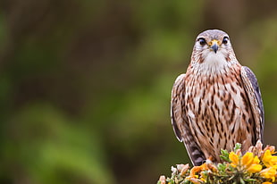 selective focus brown falcon