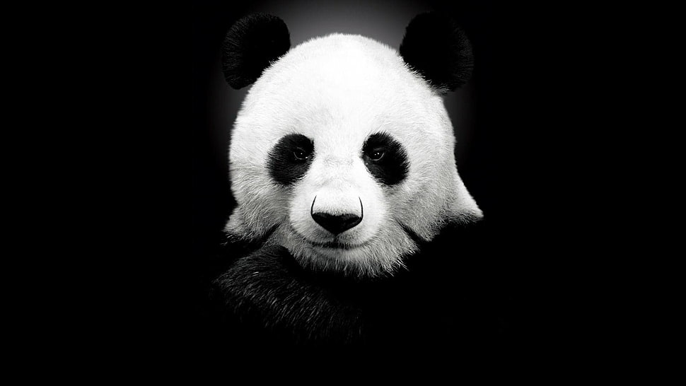 white and black Panda, panda HD wallpaper