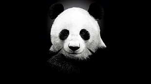 white and black Panda, panda