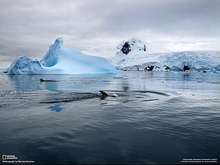 National Geographic TV show still screenshot, National Geographic, whale, iceberg, sea HD wallpaper