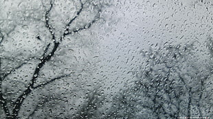black tree, rain, water on glass