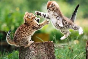 two brown tabby kitten playing on green grass field