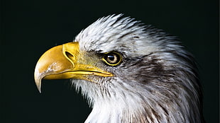 bald eagle, eagle, birds, closeup, animals HD wallpaper