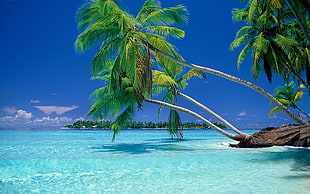 green coconut palm tree, nature, landscape, beach, tropical HD wallpaper