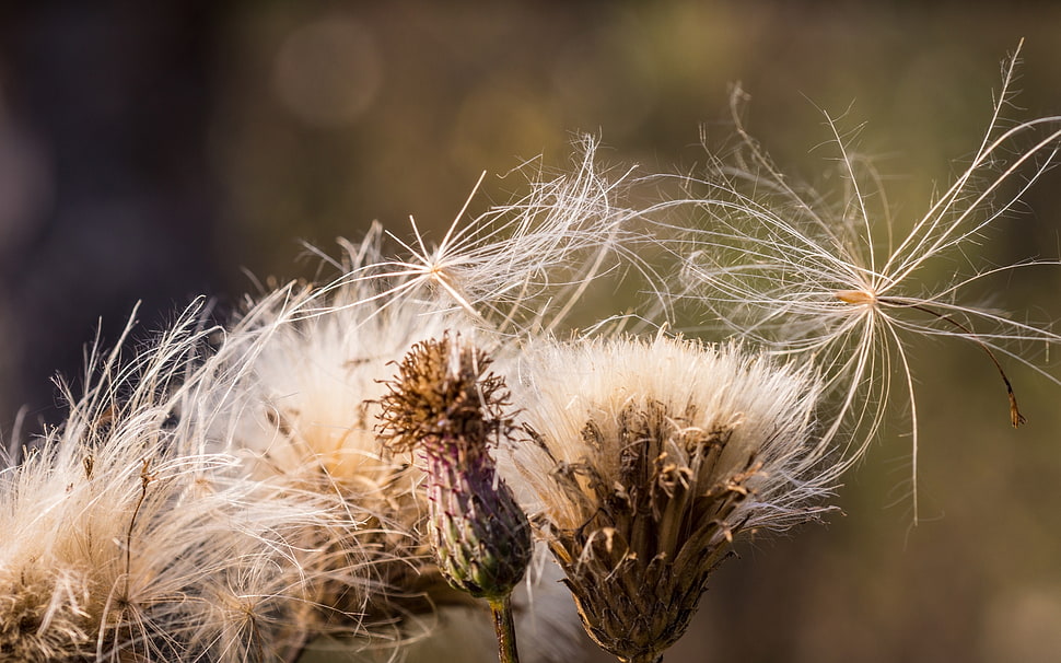 white dandelion HD wallpaper