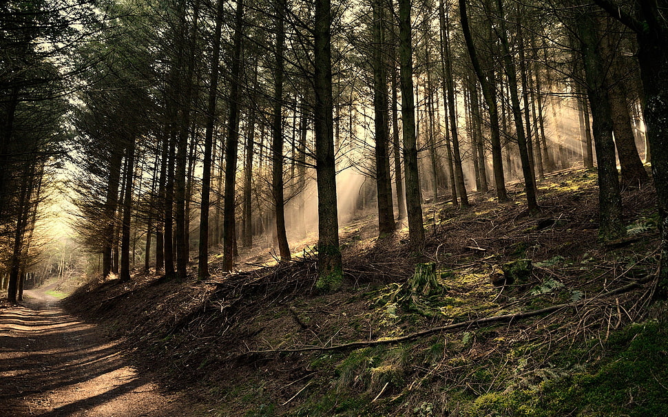 brown trees, nature, forest, trees HD wallpaper
