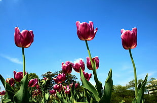 low angle photography of pink tulips in bloom during daytime