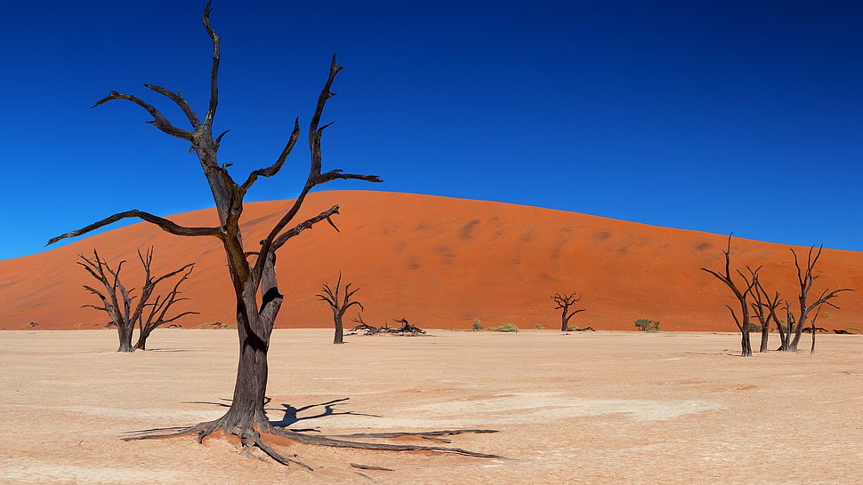 gray bare tree, desert HD wallpaper