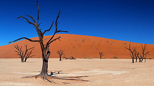 gray bare tree, desert