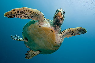 underwater photography of sea turtle swimming on the body of water