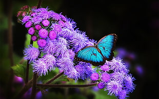 teal butterfly and purple cluster petal flowers, butterfly HD wallpaper