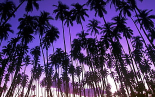 low-angle view of coconut trees, beach, purple, palm trees, landscape