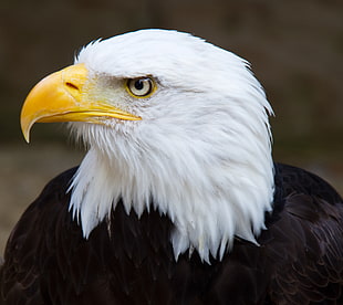 photo of bald eagle