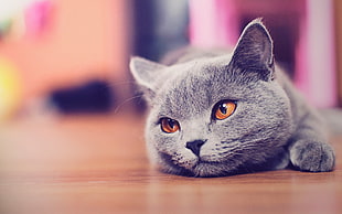 macro shot of British Shorthair cat HD wallpaper
