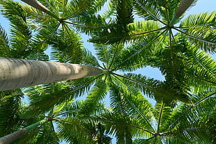 low angle photo of green coconut trees during daytime