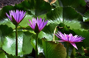 tilt lens photography of purple flowers