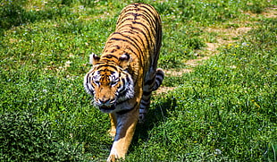 Tiger photography, Tiger, Predator, Grass HD wallpaper