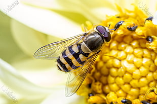 selective focus photography of hoverfly on flower