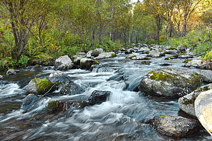 body of water surrounding green trees