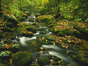 time lapse photo of river between trees HD wallpaper