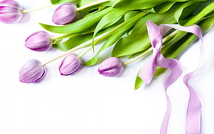 disarranged purple tulips on white surface with ribbon tie