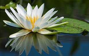white lotus flower, nature, flowers, lily pads, reflection