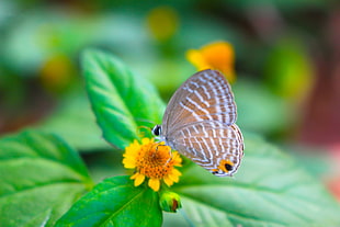 hairstreak butterfly perched on yellow petaled small flower with green leaves HD wallpaper