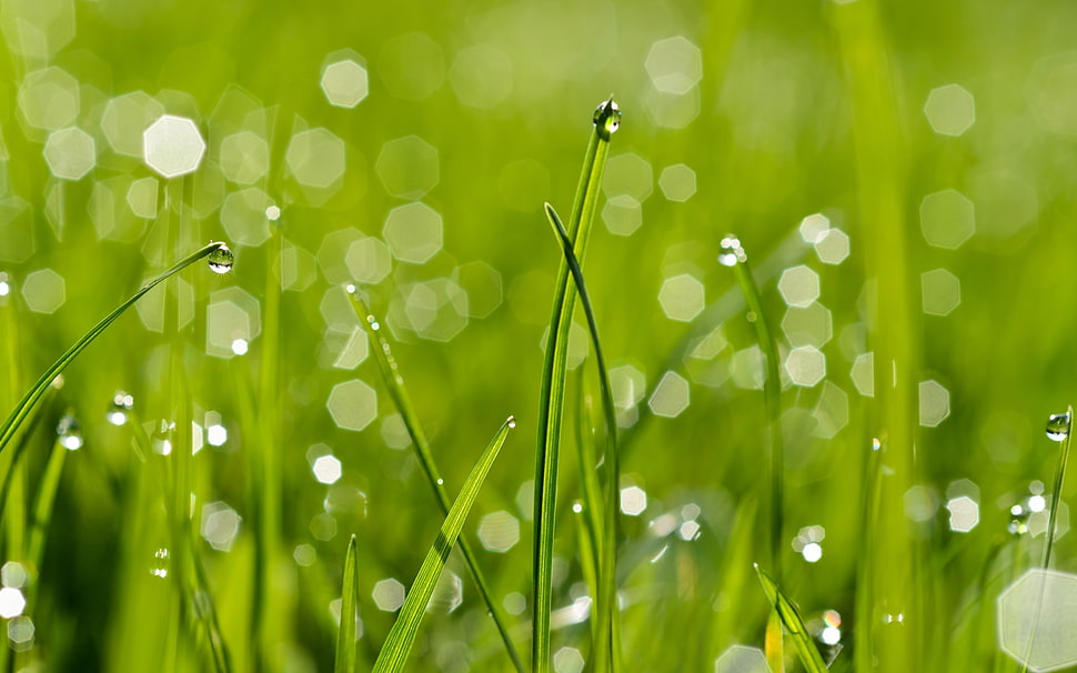 green grass with water droplets HD wallpaper