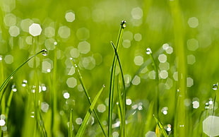 green grass with water droplets