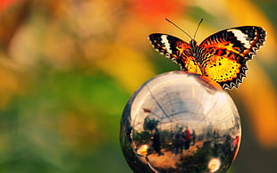 selective focal photo of brown Butterfly perching in glass ball