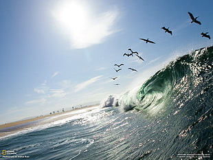 water waves under birds digital wallpaper, waves, birds, National Geographic, animals HD wallpaper