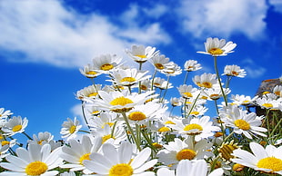 field of white daisy flowers under cloudy skies during daytime