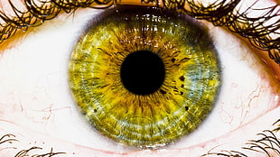 yellow eyeball, nature, eyes, green eyes