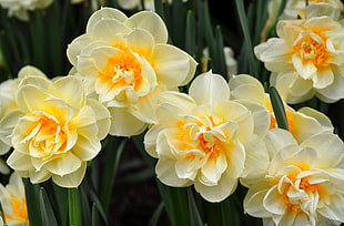 Daffodils,  Flowers,  Flowing,  Flowerbed HD wallpaper