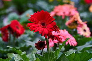 inclosed up photo of red flower