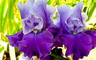 macro shot of purple flowers