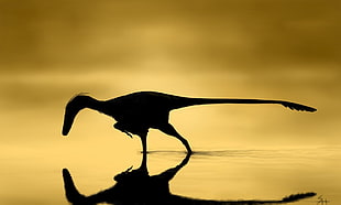 silhouette of dinosaur artwork, dinosaurs HD wallpaper