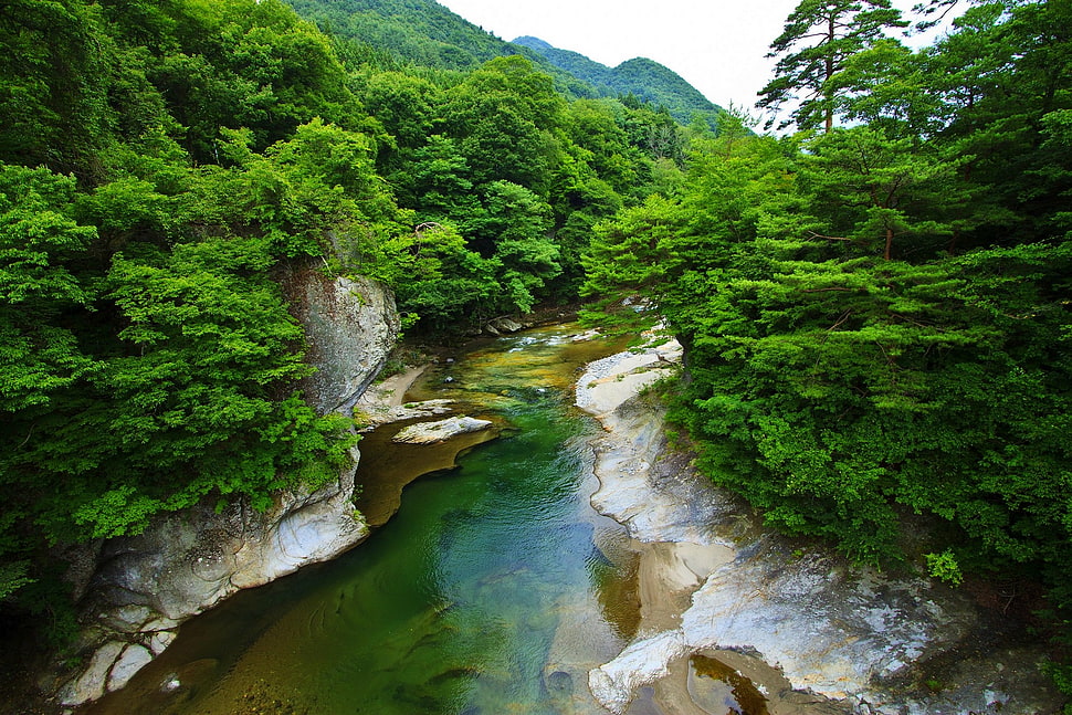 green leafed trees, landscape, nature, spring, river HD wallpaper
