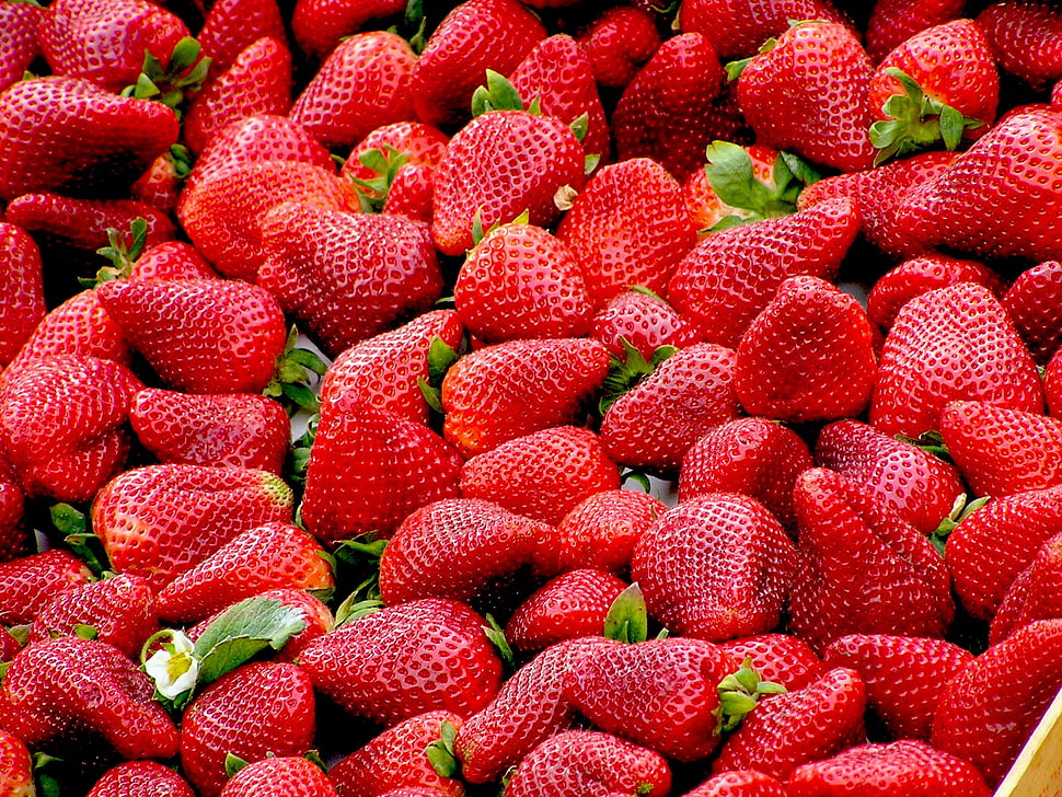 strawberry fruit lot HD wallpaper